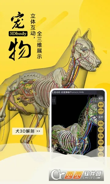 3Dbody����