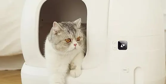 С����ﰲ׿���ֻ���